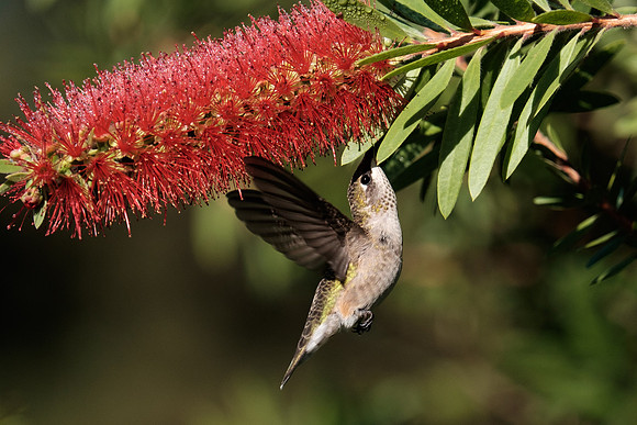 Ruby-throated Hummingbird