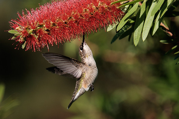 Ruby-throated Hummingbird