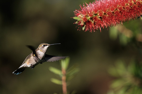 Ruby-throated Hummingbird