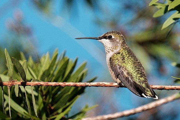 Ruby-throated Hummingbird