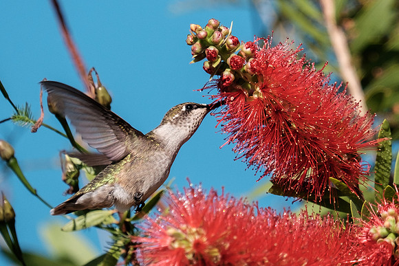 Ruby-throated Hummingbird