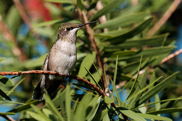 Ruby-throated Hummingbird