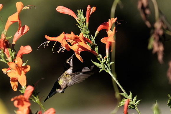 Ruby-throated Hummingbird