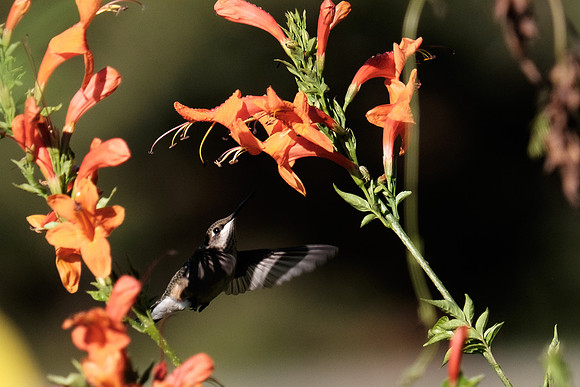 Ruby-throated Hummingbird