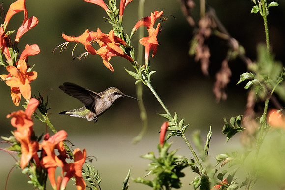 Ruby-throated Hummingbird