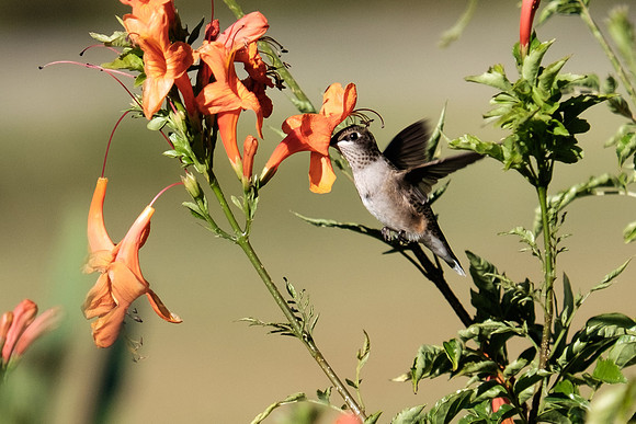 Ruby-throated Hummingbird