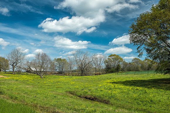 Baldwin County Landscape