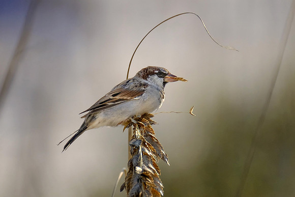 Swamp Sparrows in Orange Beach