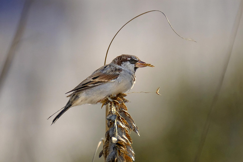 Swamp Sparrows in Orange Beach