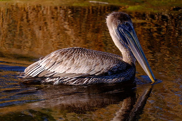 Juvenile Brown Pelican