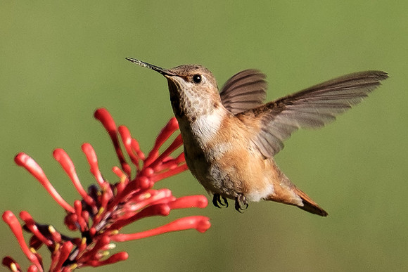 Juvenile Rufous Hummingbird