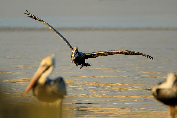 Flying Brown Pelican on the Causeway