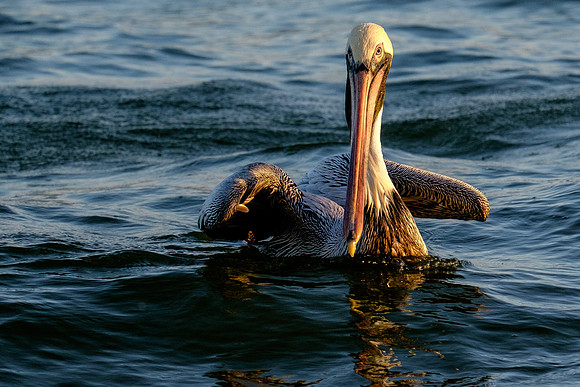 Brown Pelican Fish Feeding