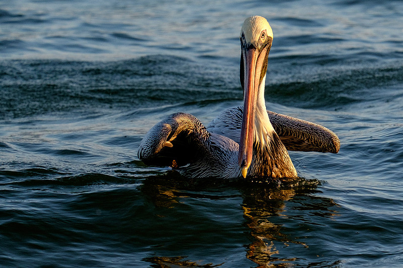 Brown Pelican Fish Feeding