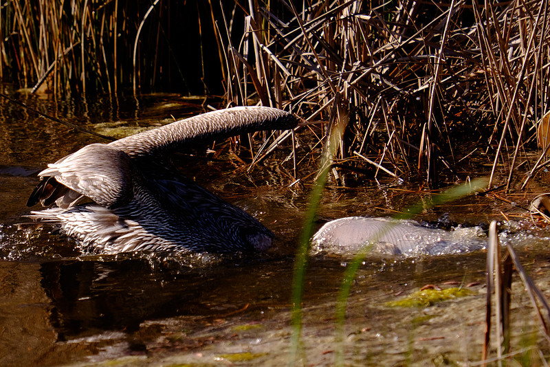 Juvenile Brown Pelican