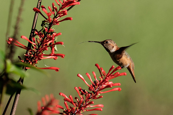 Juvenile Rufous Hummingbird