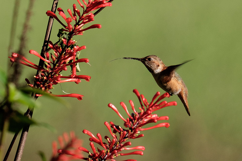 Juvenile Rufous Hummingbird