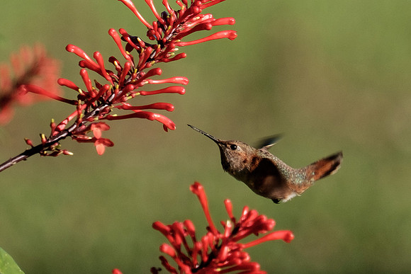 Juvenile Rufous Hummingbird