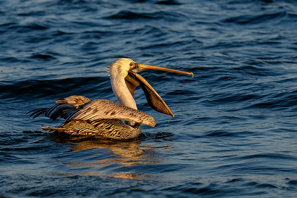 Brown Pelican Fish Feeding
