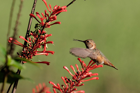 Juvenile Rufous Hummingbird