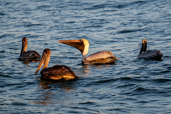 Brown Pelican Fish Feeding