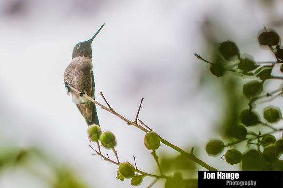 Hummingbird Photography