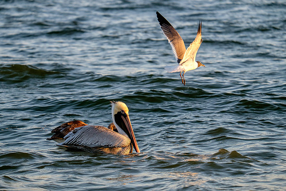 Brown Pelican Fish Feeding