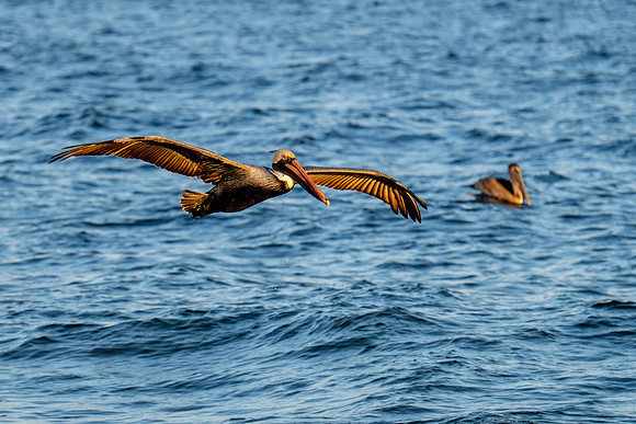 Brown Pelican Fish Feeding