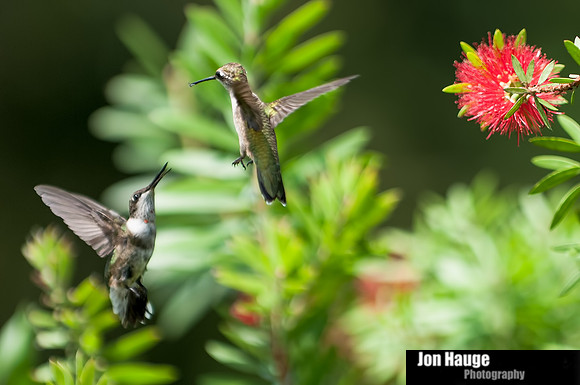 Hummingbird Photography