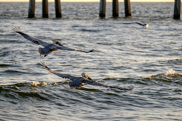 Brown Pelican Fish Feeding