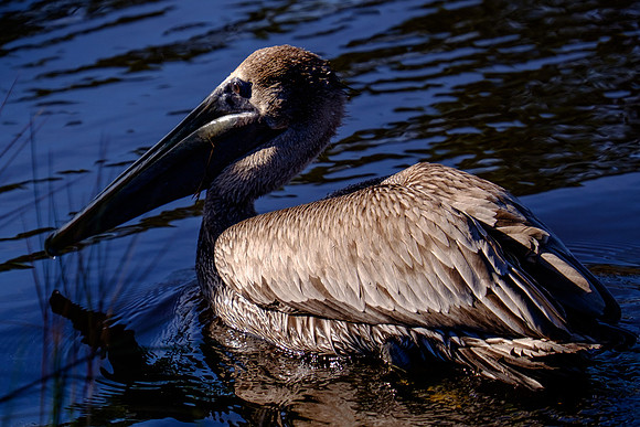 Juvenile Brown Pelican