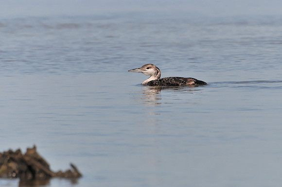 Loon