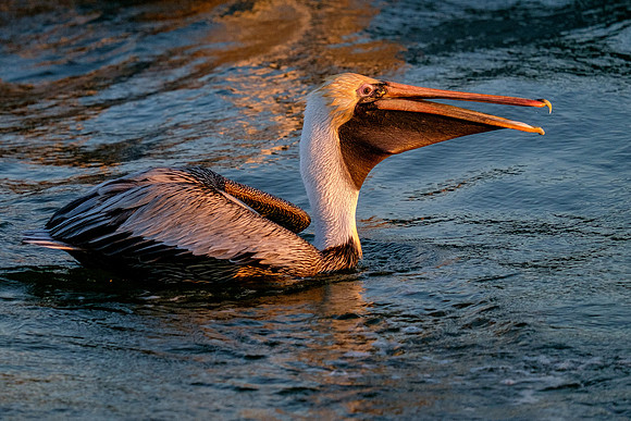 Brown Pelican Fish Feeding