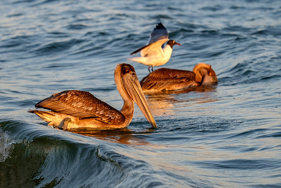 Brown Pelican Fish Feeding