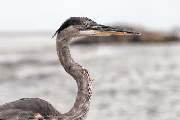 Great Blue Heron