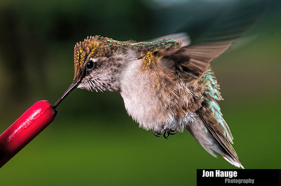 Hummingbird Photography