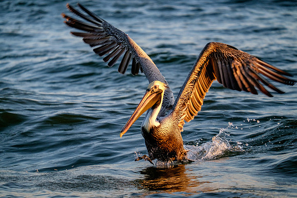 Brown Pelican Fish Feeding