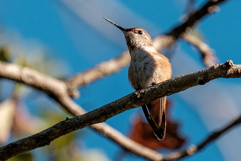 Juvenile Rufous Hummingbird