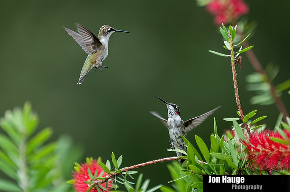 Hummingbird Photography