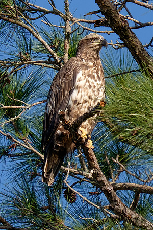 Bald Eagle Perdido Key