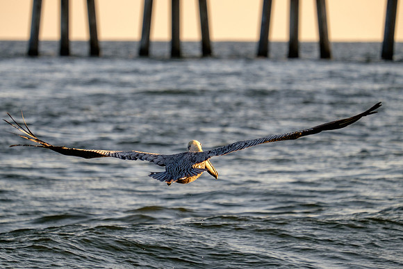 Brown Pelican Fish Feeding