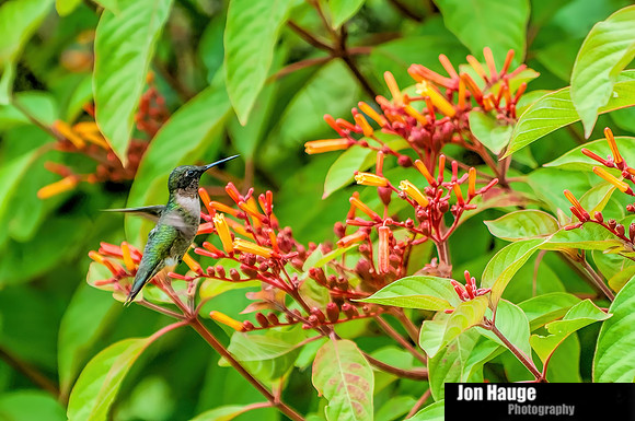 Hummingbird Photography