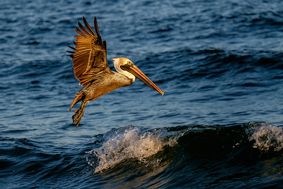 Brown Pelican Fish Feeding