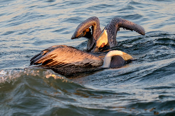 Brown Pelican Fish Feeding