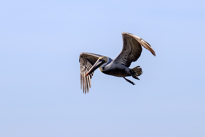 Brown Pelican