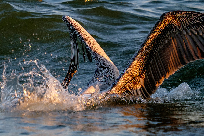 Brown Pelican Fish Feeding