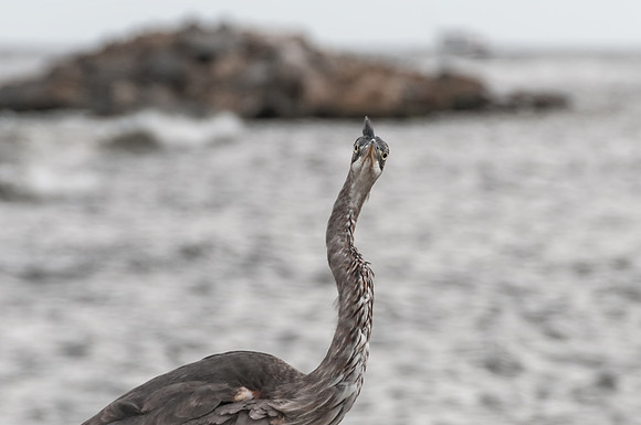 Great Blue Heron