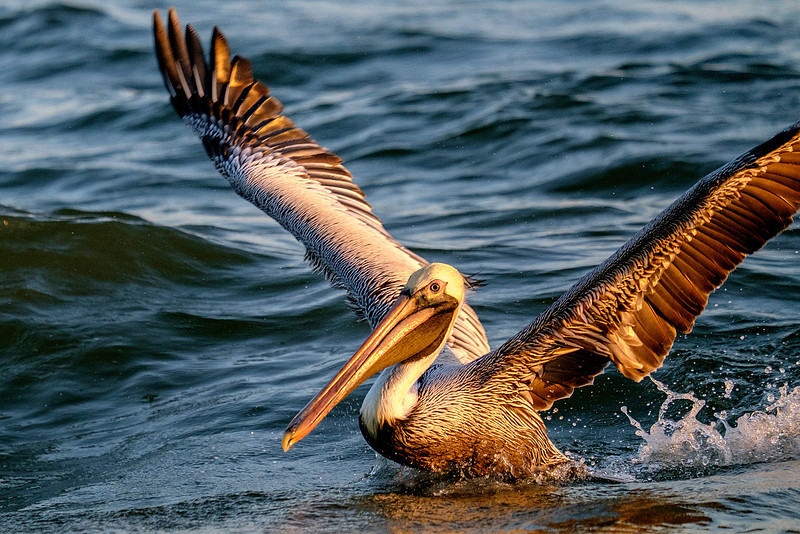 Brown Pelican Fish Feeding