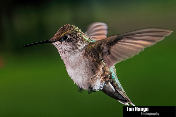 Hummingbird Photography