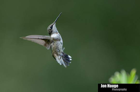 Hummingbird Photography